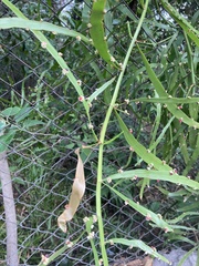 Muehlenbeckia platyclada