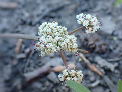 Lomatium fusiformis