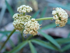 Lomatium fusiformis