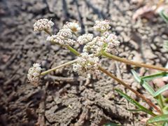 Lomatium fusiformis