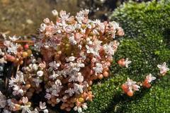 Sedum smallii