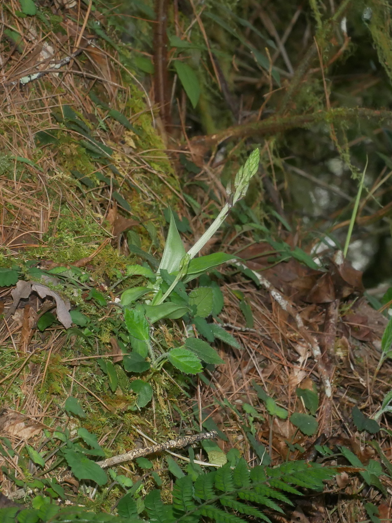 Liparis derchiensis