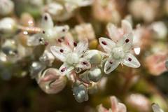 Sedum smallii