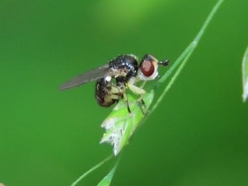 Dalmannia vitiosa
