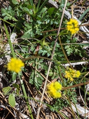 Lomatium howellii
