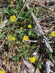 Lomatium howellii