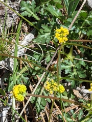 Lomatium howellii
