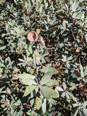 Notholithocarpus densiflorus echinoides