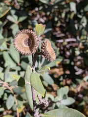 Notholithocarpus densiflorus echinoides
