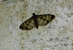 Dichocrocis