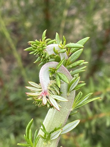 Une autre photo de California buckwheat