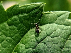 Dolichoderus plagiatus