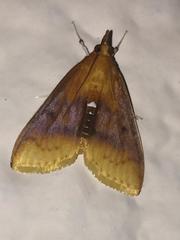 Lipararchis tranquillalis