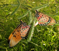 Acraea natalica