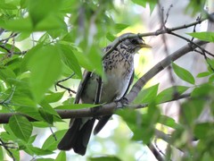 Turdus pilaris