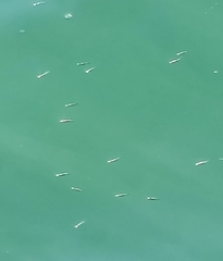 Gracilimugil argenteus