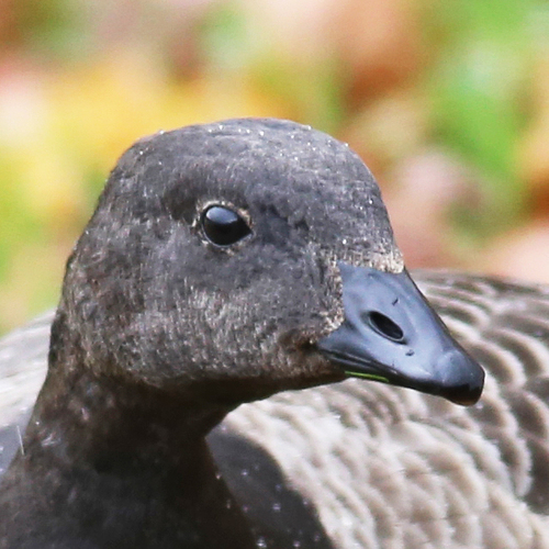 Black Brant