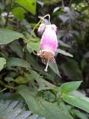 Kohleria affinis