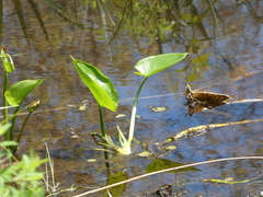 Calla palustris