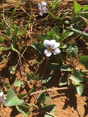 Viola cuneata