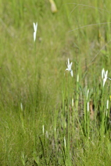 Rhynchospora latifolia