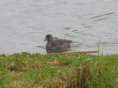 Fulica americana