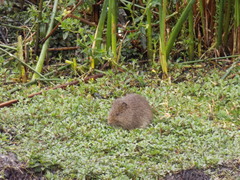 Cavia aperea anolaimae