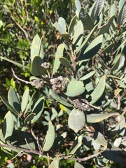 Notholithocarpus densiflorus echinoides