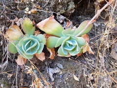 Echeveria pistioides