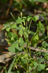 Oxalis texana