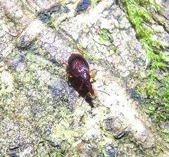 Tanyrhinus singularis