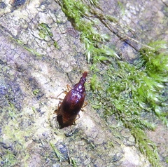 Tanyrhinus singularis