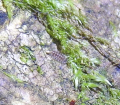 Polyxenus pugetensis