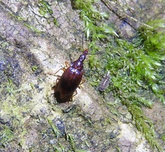 Tanyrhinus singularis