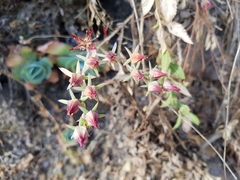 Echeveria pistioides