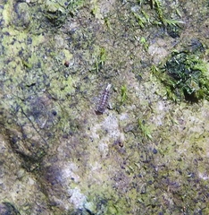 Polyxenus pugetensis