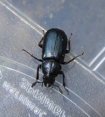 Platycerus oregonensis