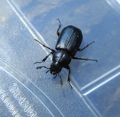 Platycerus oregonensis