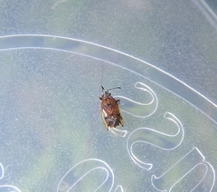 Kleidocerys resedae resedae