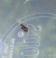 Kleidocerys resedae resedae