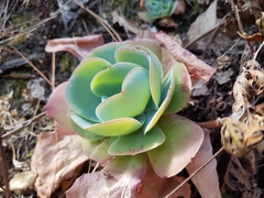 Echeveria pistioides