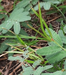 Desmanthus acuminatus