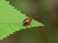 Prionocyphon limbatus