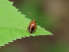 Prionocyphon limbatus