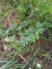 Desmanthus acuminatus