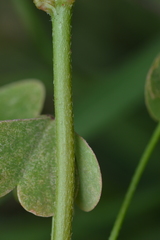 Oxalis texana