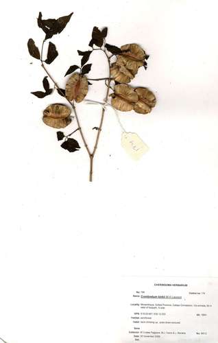 large-pod climbing bushwillow (Combretum kirkii)