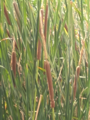 Typha