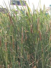 Typha