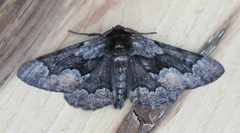 Phaeoura mexicanaria